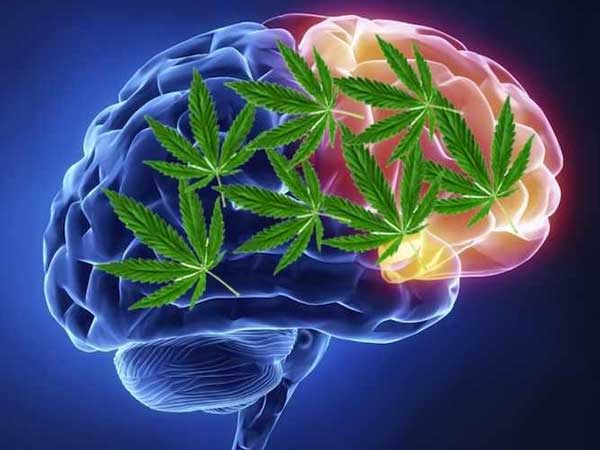 El cerebro y la marihuana
