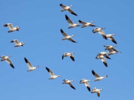El enigma de las aves migratorias: otra evidencia de diseño inteligente