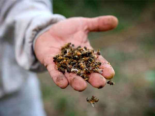 uso de agroquimicos mata las abejas