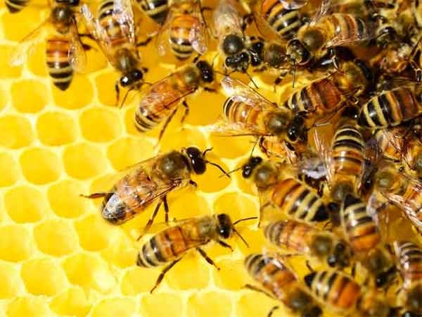 abejas saben matematicas