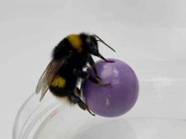 inteligencia de las abejas