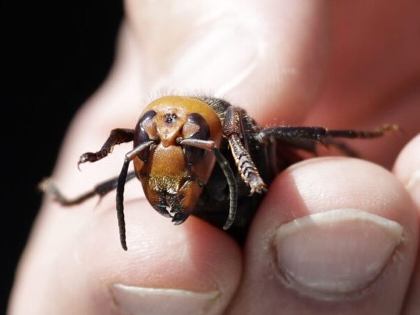 Así matan las abejas a su depredadora, la avispa asesina