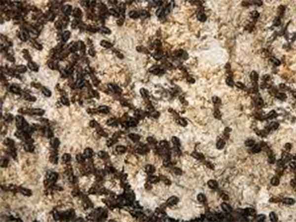 invasion de hormigas argentinas