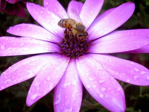 abejas insectos sociales