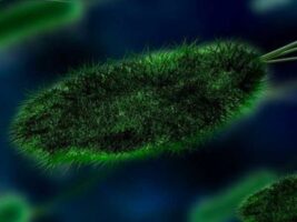 Físicos descubren cómo las bacterias contaminan rápidamente conductos del cuerpo y catéteres