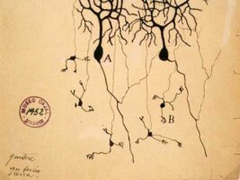 Santiago Ramón y Cajal: el científico al que le debemos mucho de lo que sabemos sobre las neuronas