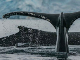 Las ballenas, aliadas en la lucha contra el cambio climático