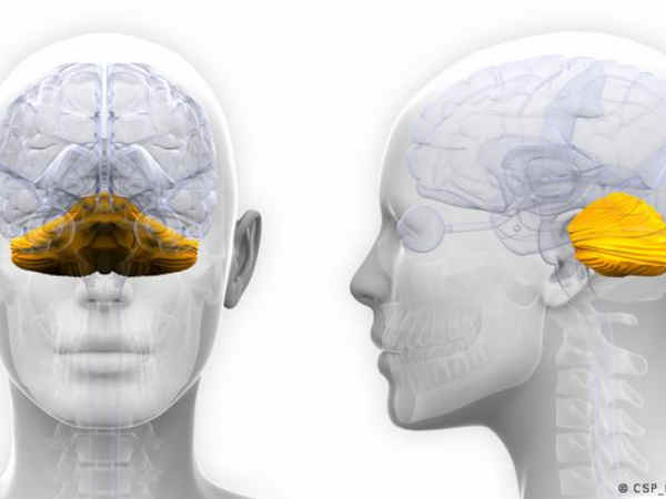 El cerebelo tiene una función que desconocíamos, según revela nuevo estudio