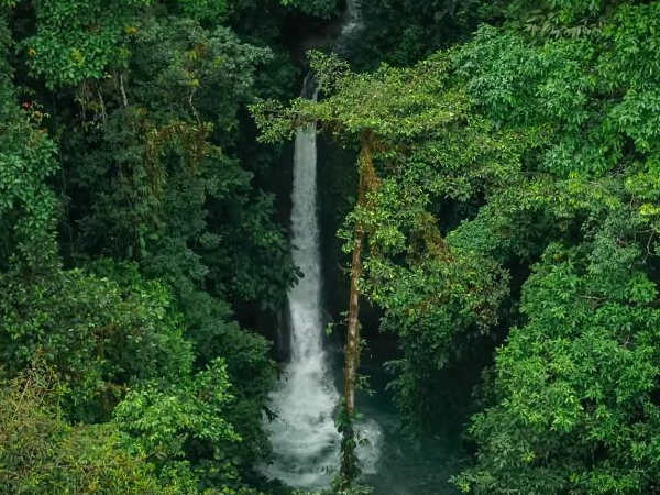 El bosque comestible biodiverso "más grande del mundo" echa raíces en Ecuador