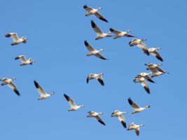 El enigma de las aves migratorias: otra evidencia de diseño inteligente
