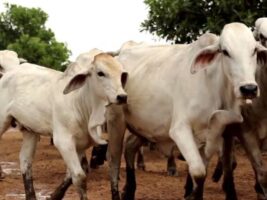 Estrés en ganado: causas y consecuencias