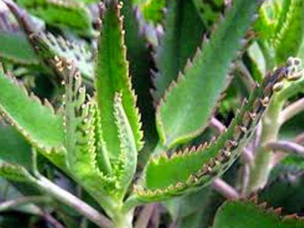 Kalanchoe, ¿un remedio natural contra el cáncer?