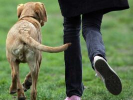 La razón por que tu perro te adora