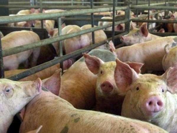 China invertiría en la producción de carne de cerdo