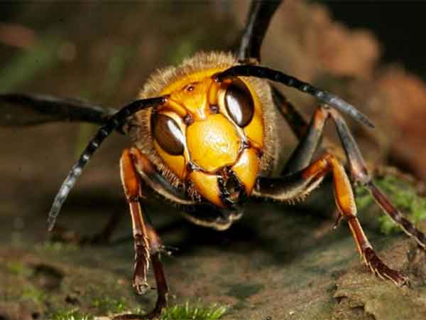 abejas alerta en la colmena