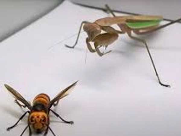 La lucha a muerte entre una mantis religiosa y un avispón gigante