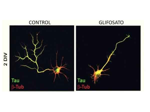 glifosato toxico