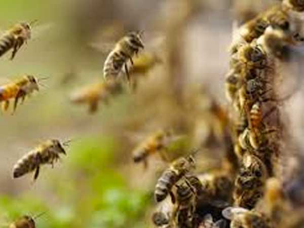 Las abejas africanizadas. ¿Otro error del ser humano?