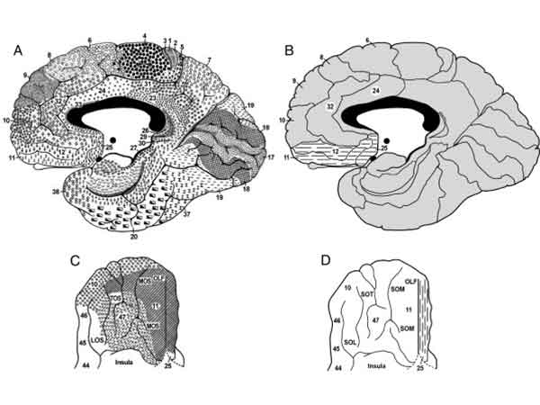 neurobiologia de la agresion y violencia