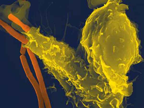 sistema inmunitario y coronavirus