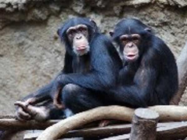 El altruismo humano surge a los 18 meses y es compartido por los chimpancés