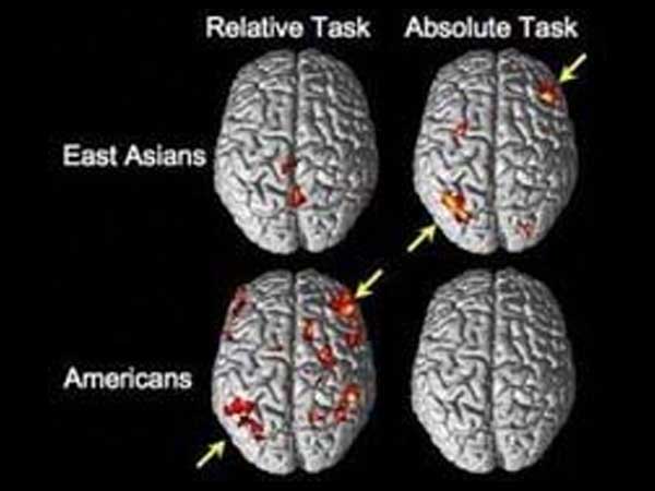 La cultura rige también la actividad del cerebro