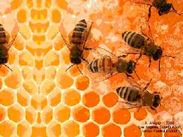 El comportamiento social de las abejas se regula hormonalmente