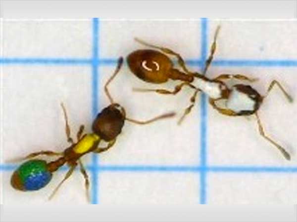 Las hormigas practican un sistema de enseñanza formal inédito en el reino animal