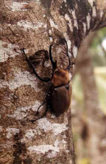 Cuernos: un nexo entre mamíferos e insectos millones de años después