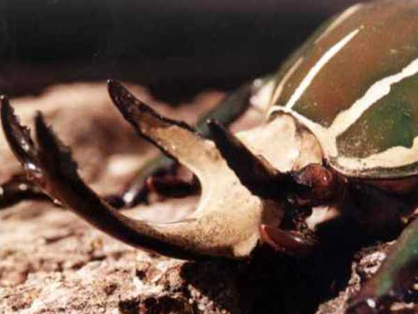 Cuernos: un nexo entre mamíferos e insectos millones de años después