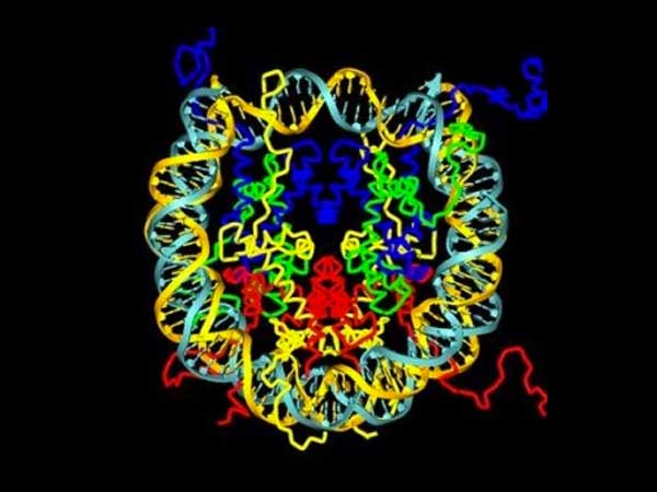 Biolingüistica: La lengua de la humanidad