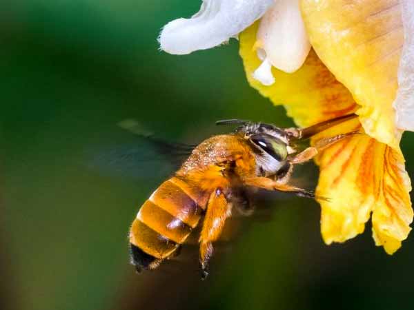 Qué muestra el primer mapa global de abejas