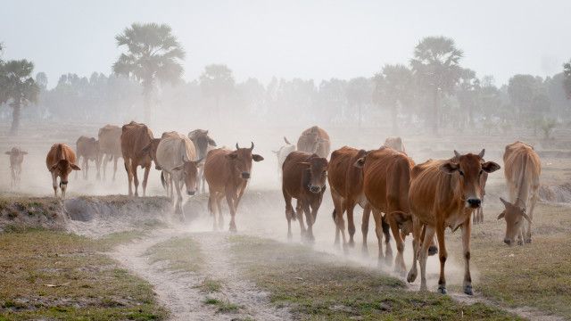 ¿Podemos percibir los campos magnéticos sin saberlo?