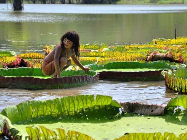 el futuro será vegetal