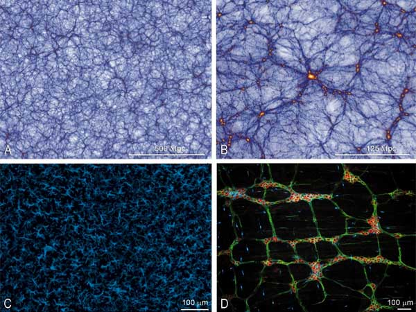 El cerebro funciona igual que el universo