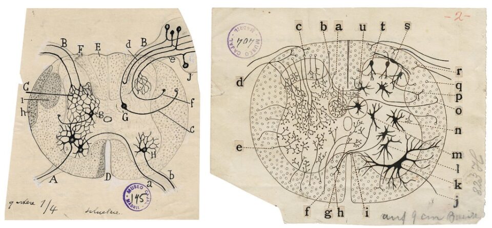 Santiago Ramón y Cajal, el hombre que dibujó los secretos del cerebro