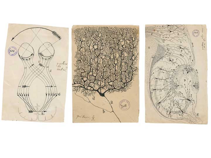 Santiago Ramón y Cajal, el hombre que dibujó los secretos del cerebro