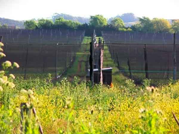 Alertan por el uso "masivo e intensivo" de glifosato y nitrato en la agricultura de Mar del Plata