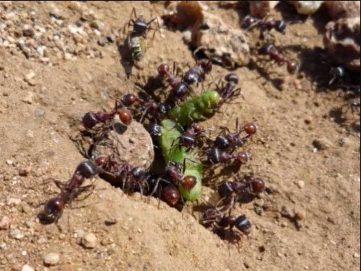 El increíble secreto de las hormigas argentinas para evitar que se produzcan embotellamientos