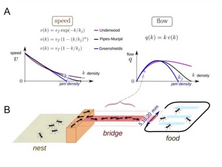 El increíble secreto de las hormigas argentinas para evitar que se produzcan embotellamientos