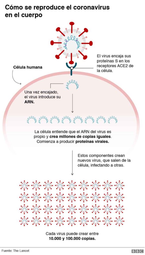 como se produce el coronavirus en el cuerpo