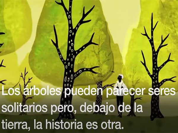 La fascinante red de comunicación entre árboles que se esconde bajo tus pies | BBC Mundo