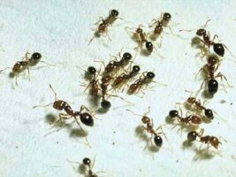 Revelaron que la colonia de hormigas más grande del mundo vive en Argentina