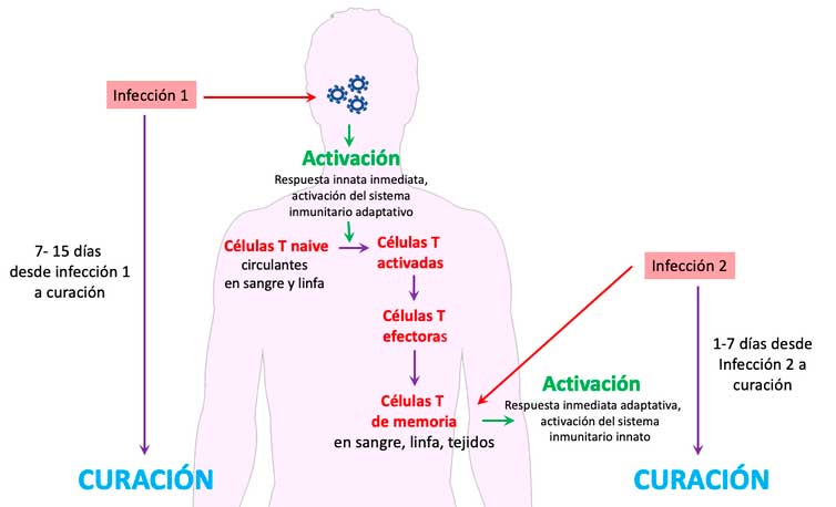 Células T al rescate