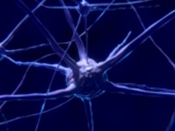 El cerebro estaría conectado con el cosmos a escala cuántica