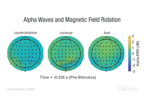 Nuestro cerebro reacciona a las variaciones del campo magnético terrestre