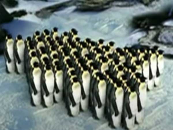 Vea el movimiento grupal de los pingüinos emperadores