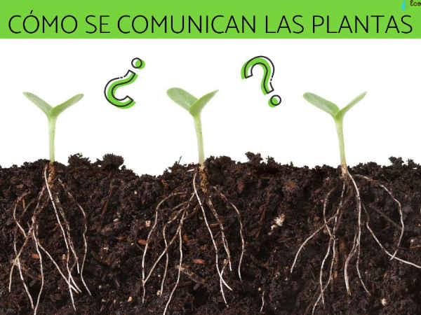 Cómo se comunican las plantas
