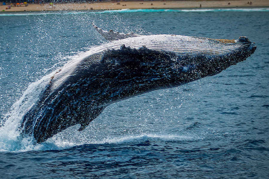 Las ballenas, aliadas en la lucha contra el cambio climático