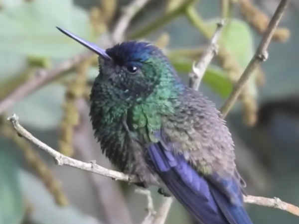 El Colibrí mensajero de vida donde hay muerte